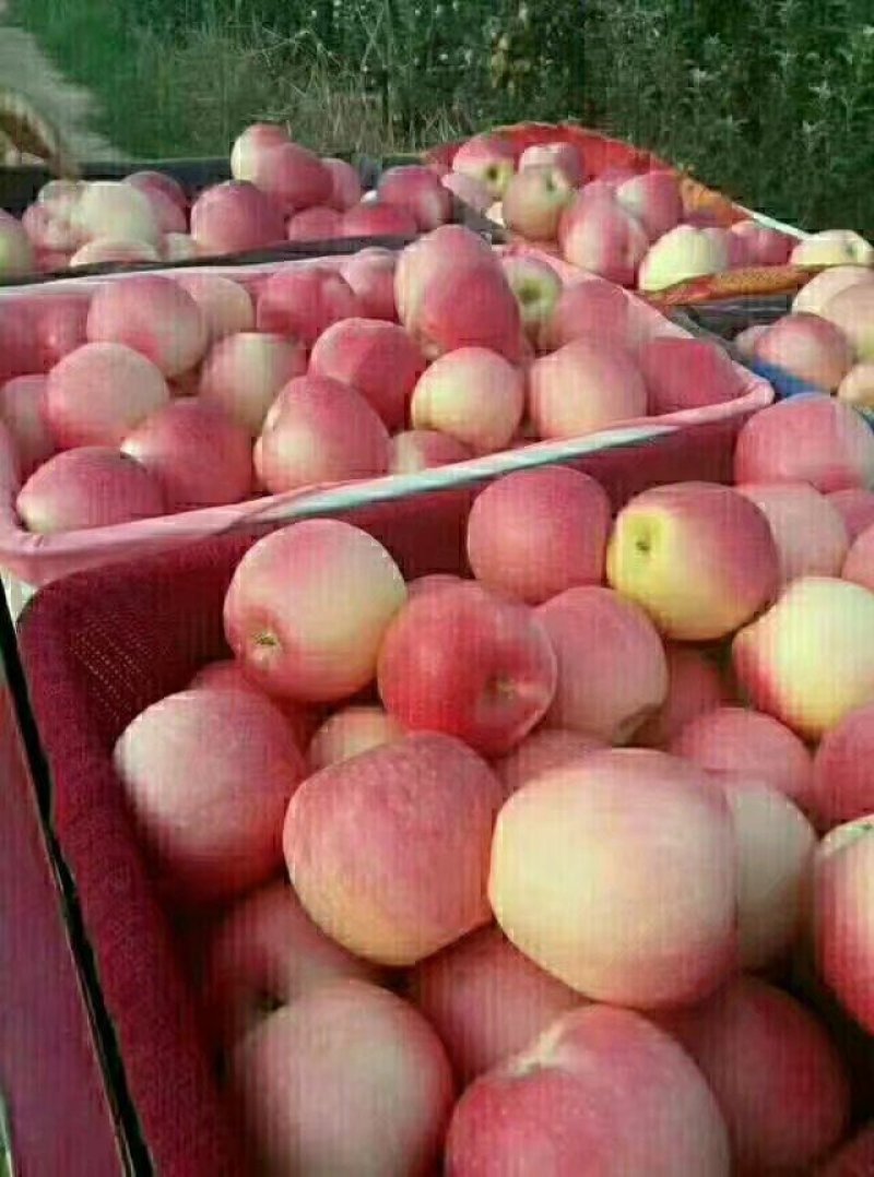 陕西淳化纸袋秦冠