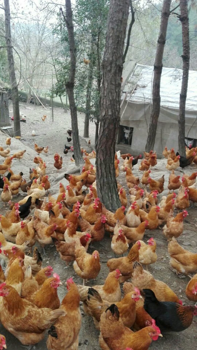 散养土鸡