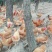 散养土鸡
