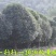 金桂花树苗250cm以上