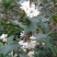 金桂花树苗250cm以上