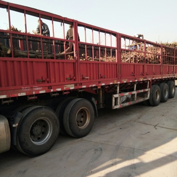 5到8公分梨树大规格梨树，占地梨树专用，陪赏占地梨树