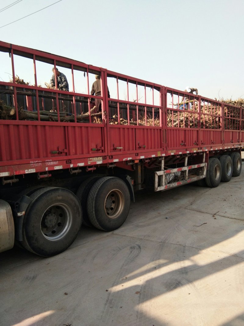 5到8公分梨树大规格梨树，占地梨树专用，陪赏占地梨树