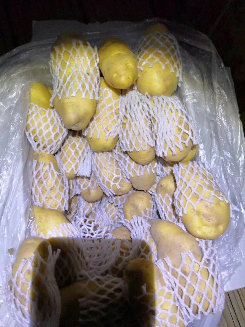 荷兰十五土豆陆地土豆大量供应保质保量大量现货