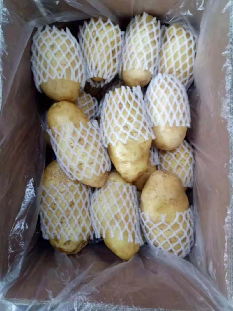 荷兰十五土豆陆地土豆大量供应保质保量大量现货