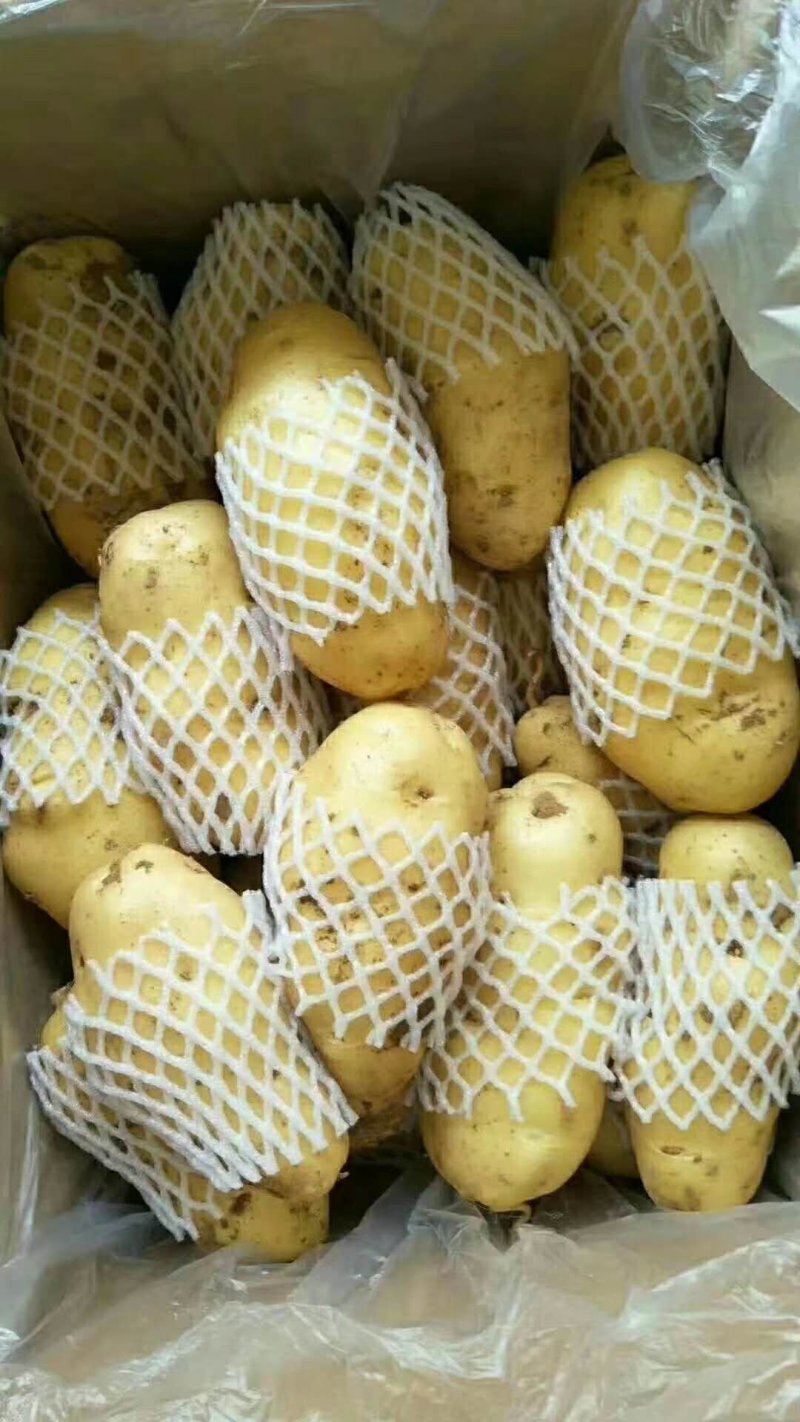 荷兰十五土豆陆地土豆大量供应保质保量大量现货