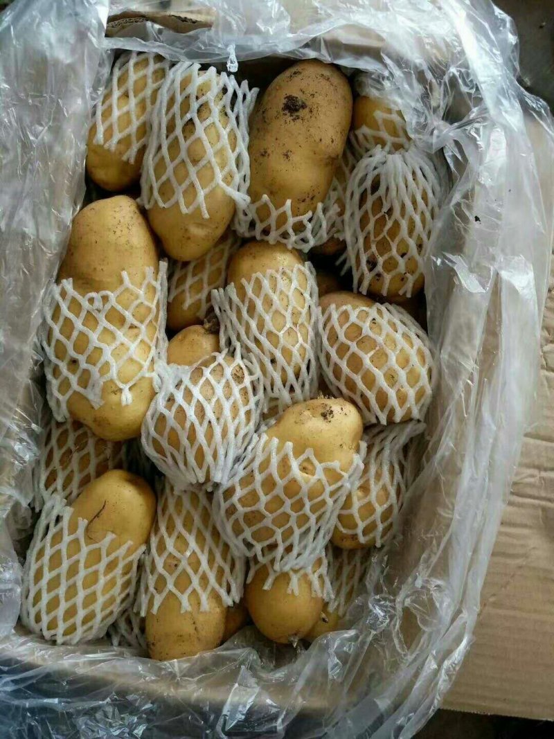荷兰十五土豆陆地土豆大量供应保质保量大量现货