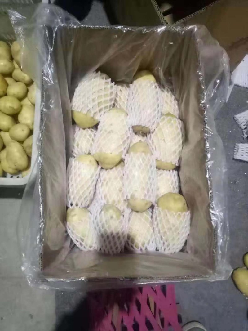 荷兰十五土豆陆地土豆大量供应保质保量大量现货