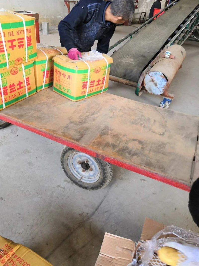 荷兰十五土豆陆地土豆大量供应保质保量大量现货