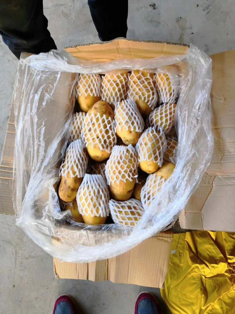 荷兰十五土豆陆地土豆大量供应保质保量大量现货