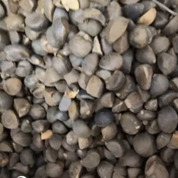 手摘茶籽