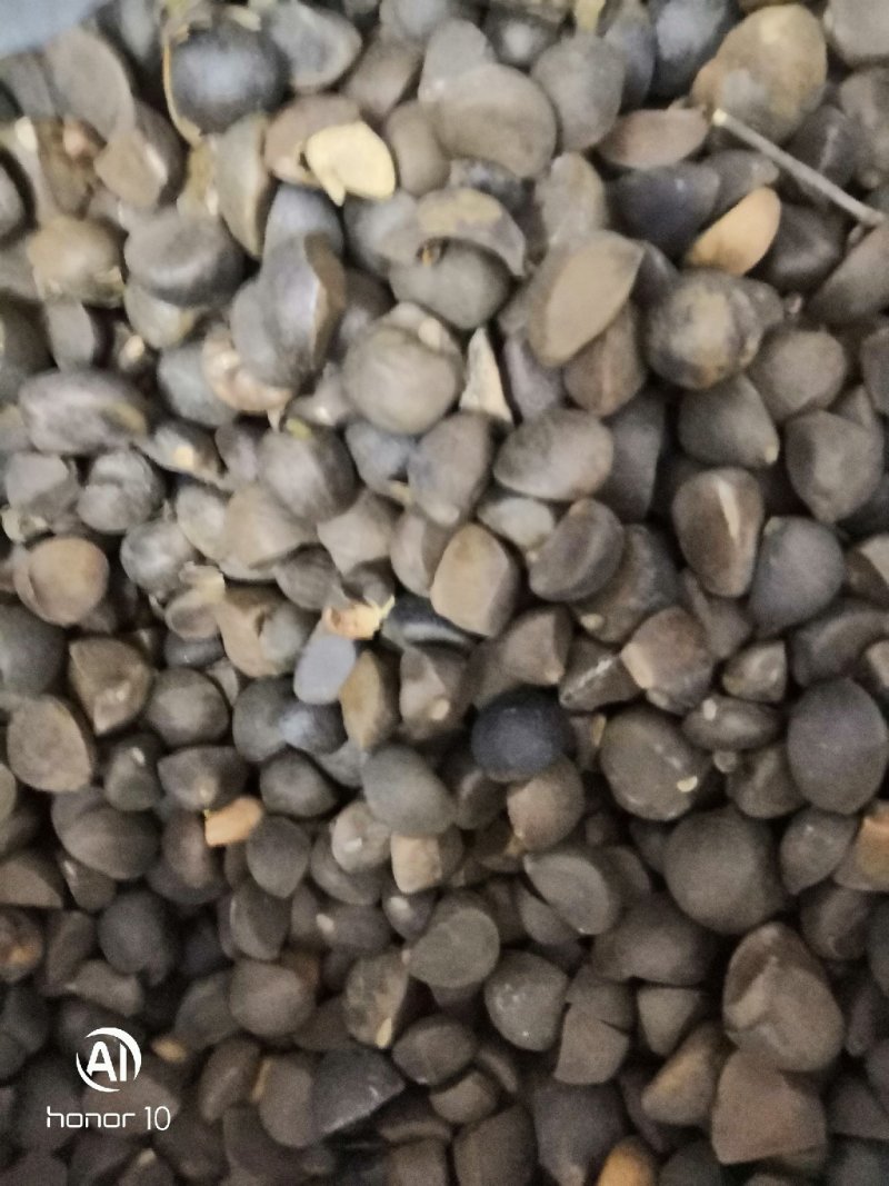 手摘茶籽