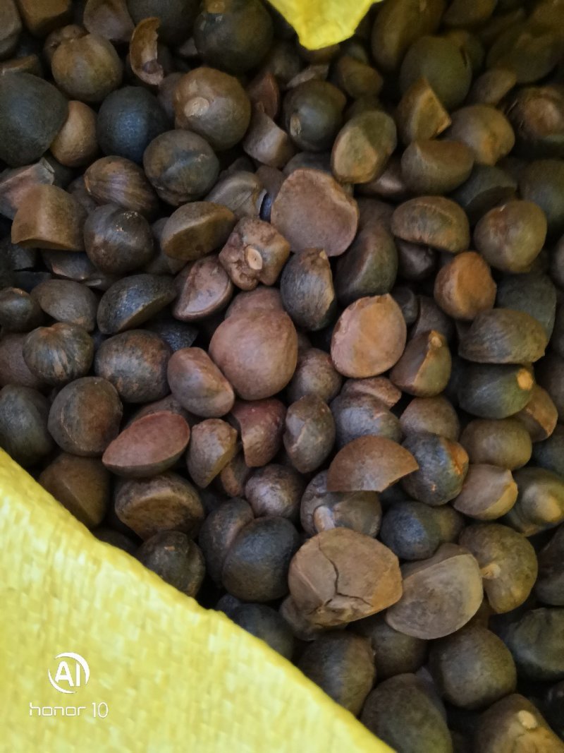 手摘茶籽