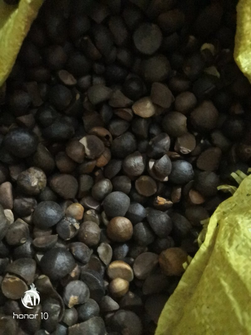 手摘茶籽