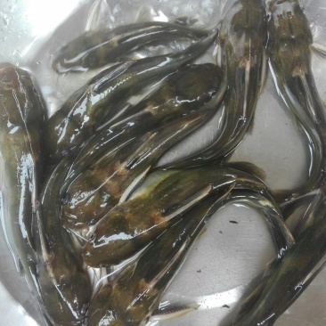 黄骨鱼苗