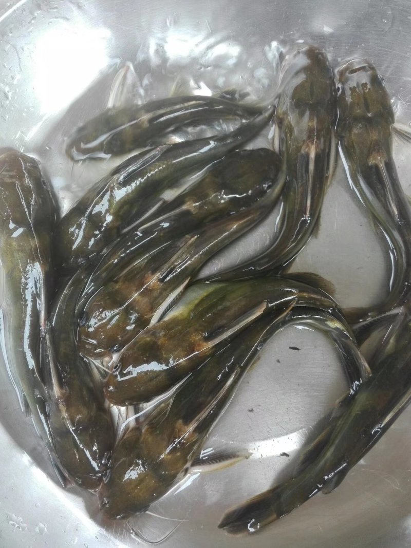 黄骨鱼苗