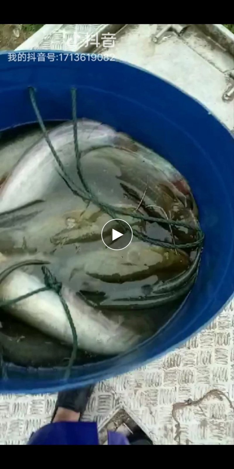 鲶鱼