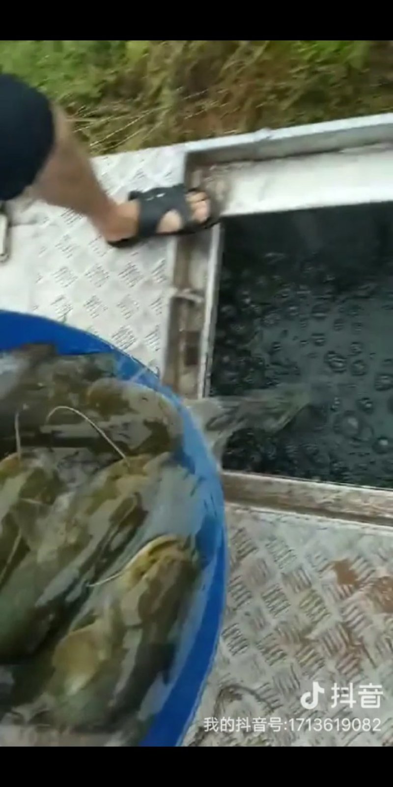 鲶鱼