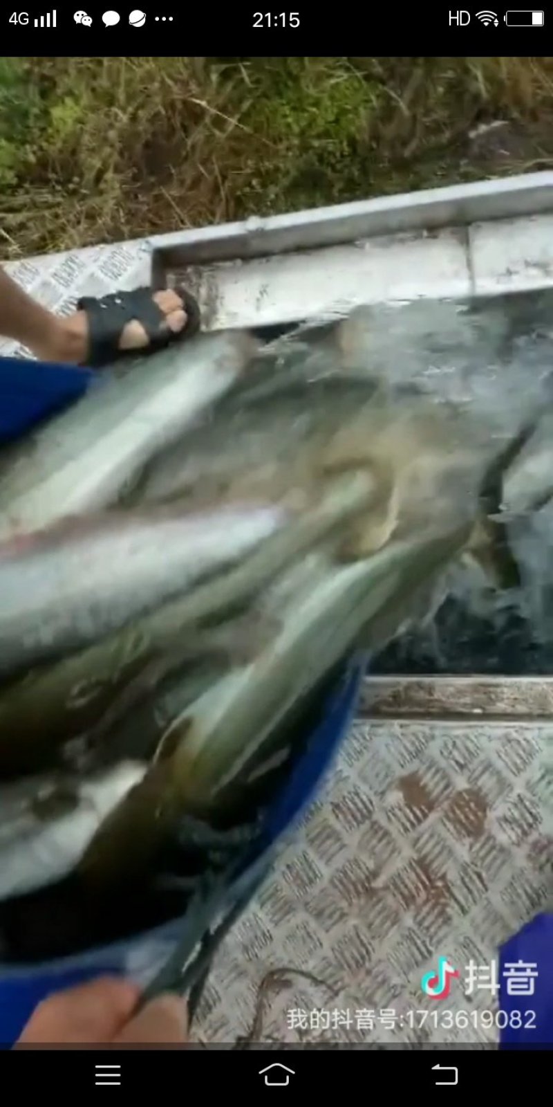 鲶鱼