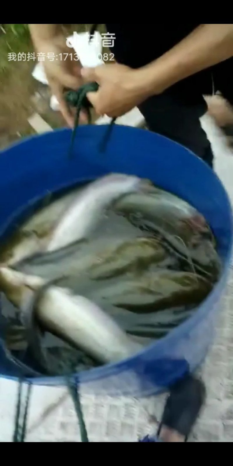 鲶鱼