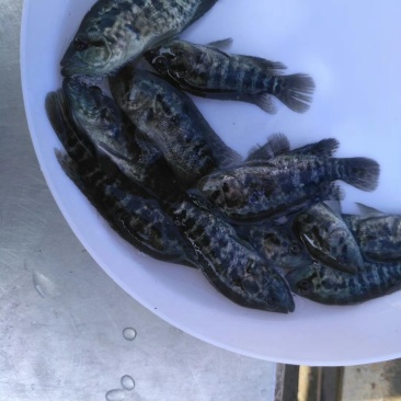 淡水石斑鱼苗