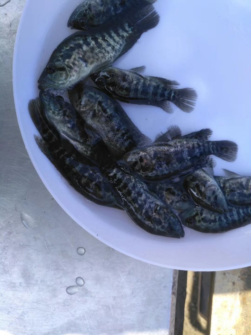 淡水石斑鱼苗