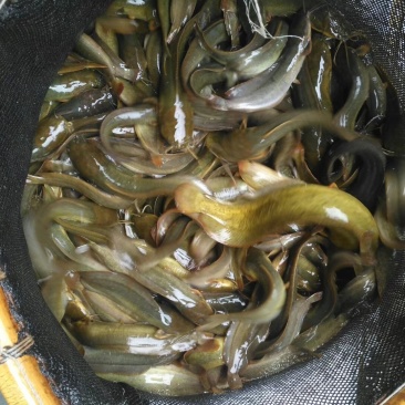胡子鲶，塘虱鱼