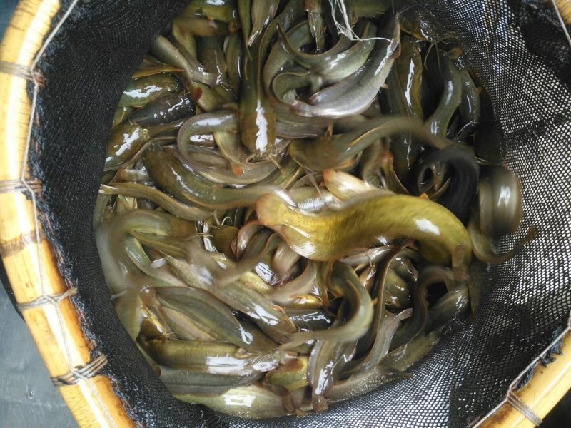胡子鲶，塘虱鱼