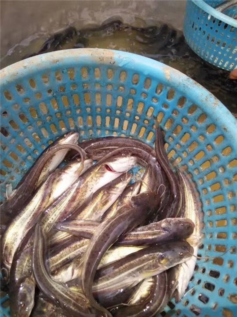 大口鲶鱼苗
