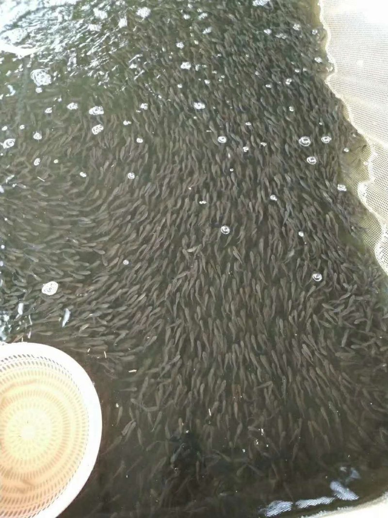 软骨鲫鱼