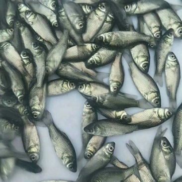 软骨鲫鱼