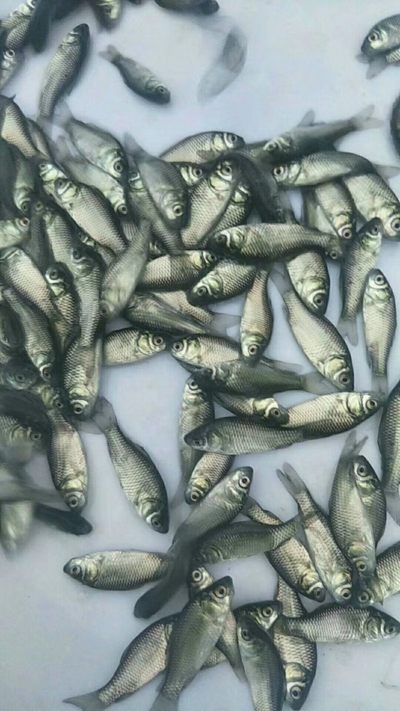 软骨鲫鱼