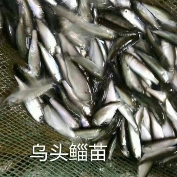 乌头鱼苗