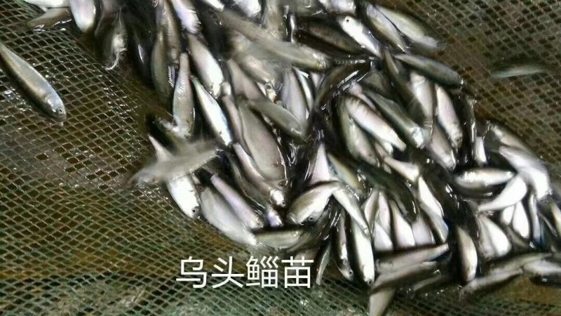 乌头鱼苗