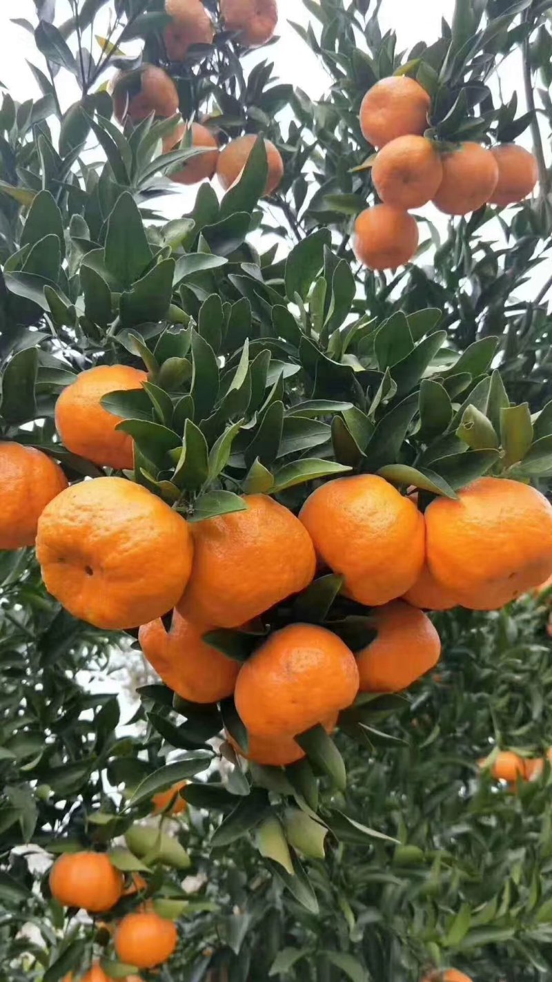 鲜果椪柑《芦柑》库存套膜椪柑产地大量上市看货订购欢迎来电
