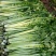 皇后芹菜70厘米以上，米黄色靓。