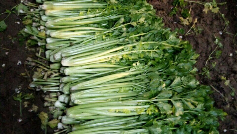 皇后芹菜70厘米以上，米黄色靓。