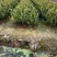 （包邮）基地直发高产嫁接油茶苗长林系列品种齐全质量保证