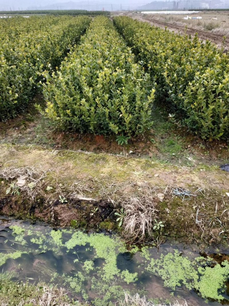 （包邮）基地直发高产嫁接油茶苗长林系列品种齐全质量保证