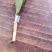 （包邮）基地直发高产嫁接油茶苗长林系列品种齐全质量保证