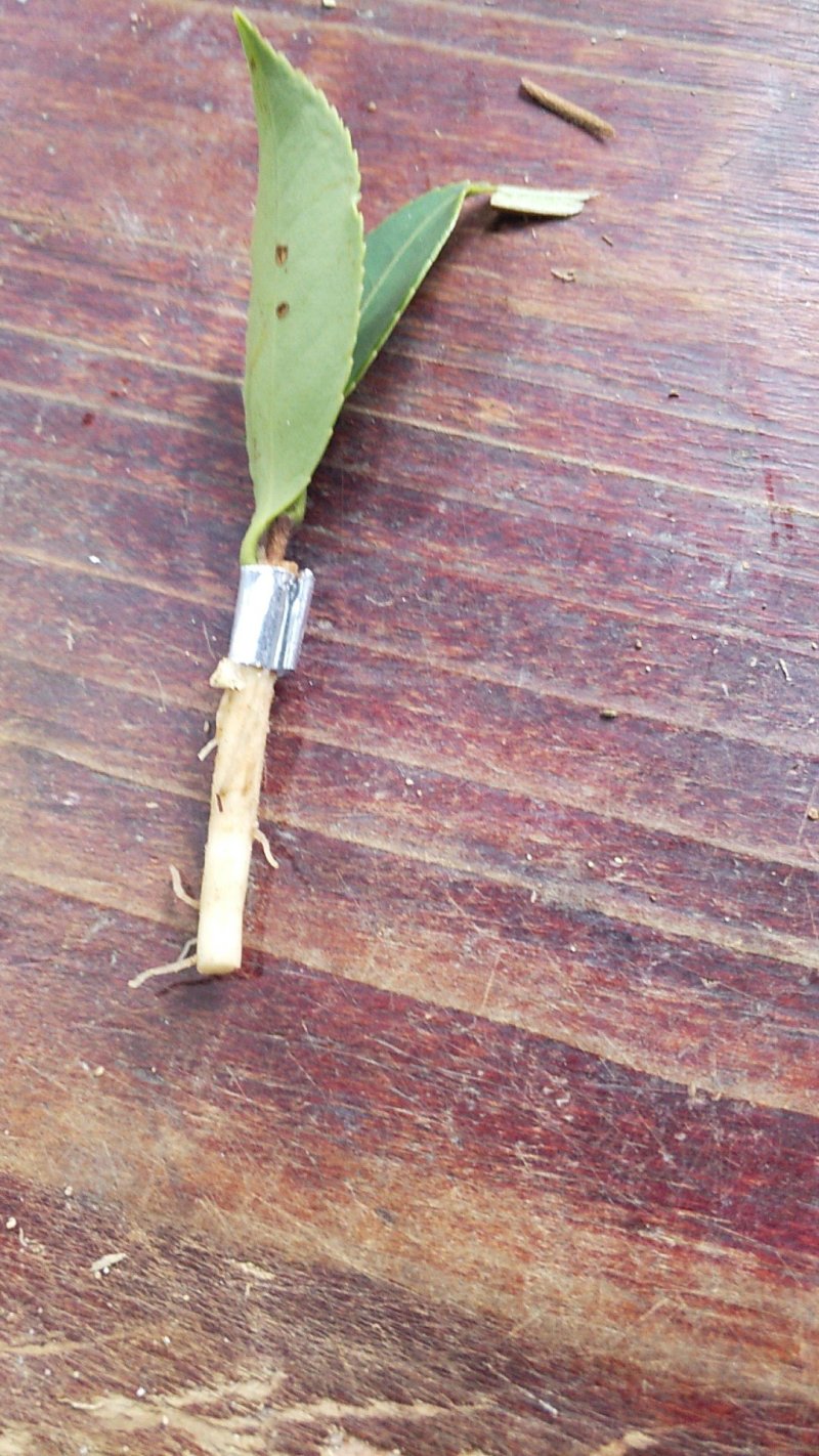 （包邮）基地直发高产嫁接油茶苗长林系列品种齐全质量保证