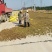 （包邮）基地直发高产嫁接油茶苗长林系列品种齐全质量保证