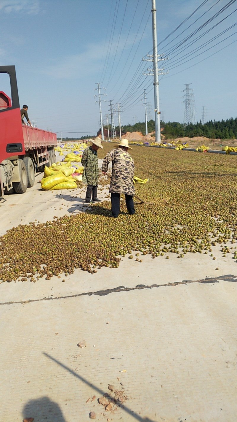 （包邮）基地直发高产嫁接油茶苗长林系列品种齐全质量保证