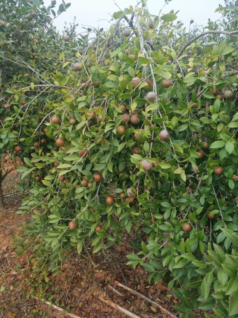 （包邮）基地直发高产嫁接油茶苗长林系列品种齐全质量保证