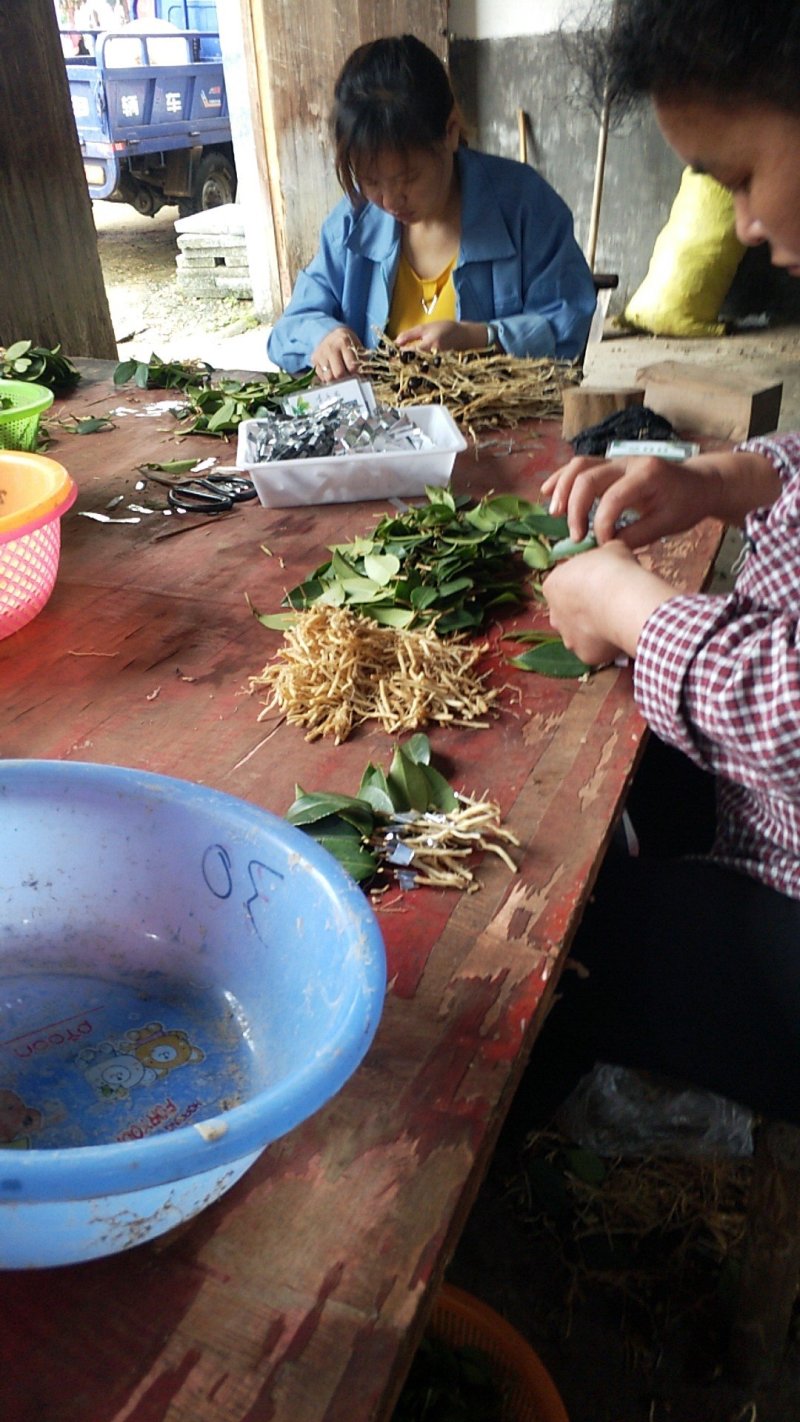 （包邮）基地直发高产嫁接油茶苗长林系列品种齐全质量保证