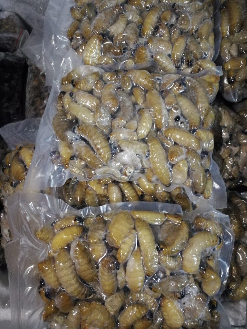 竹蛆竹虫竹笋虫笋蛹