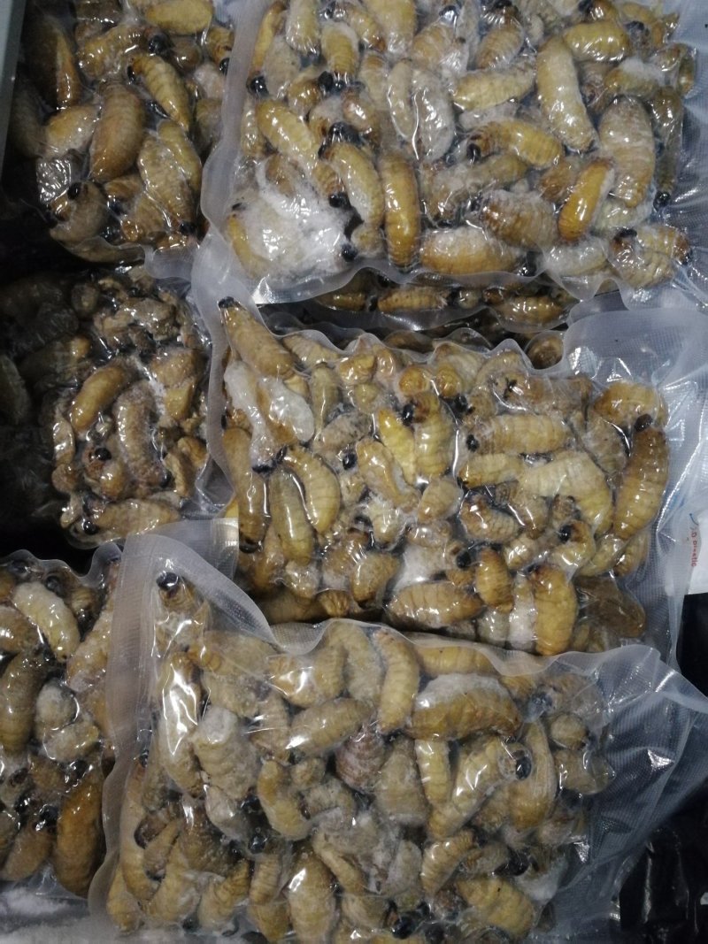 竹蛆竹虫竹笋虫笋蛹