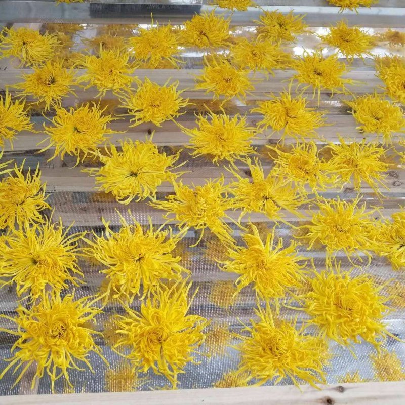 金丝黄菊