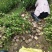 （包邮）高产嫁接油茶杯苗基地直发质量保证品种齐全
