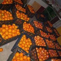 高山基地自产自销血橙